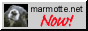 marmotte.net now!