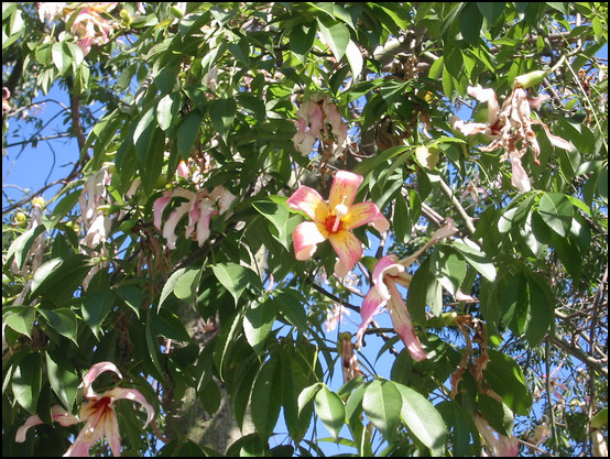 Una flor