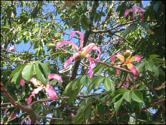 Una flor