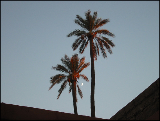 La lune entre les palmiers vus de chez Anne-Lise