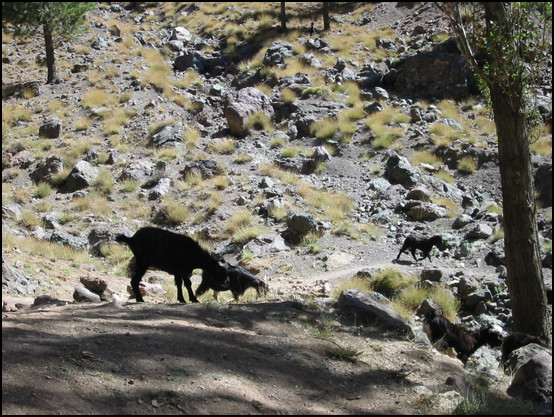 Des chèvres de passage à proximité