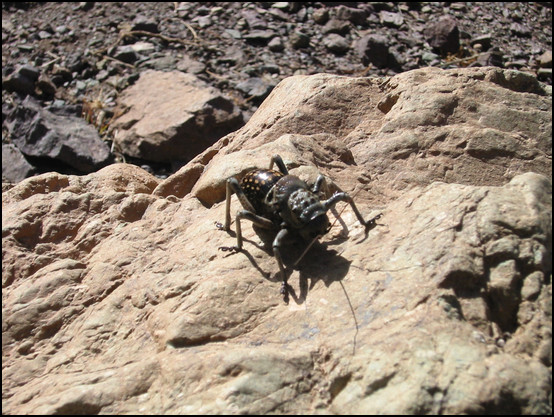 Une insecte pour le moins surprenant