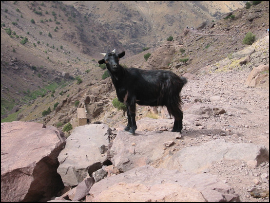 Une chèvre observatrice